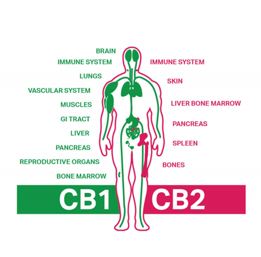 Exploring-Lung-Deposition-of-Cannabinoids